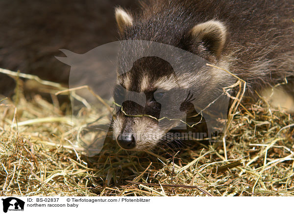 northern raccoon baby / BS-02837