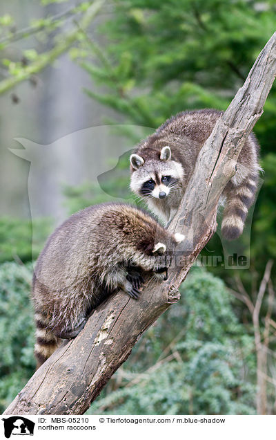northern raccoons / MBS-05210