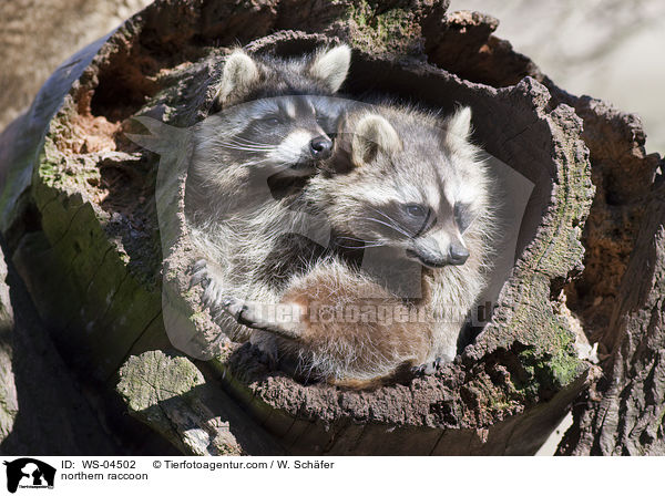 Waschbr / northern raccoon / WS-04502