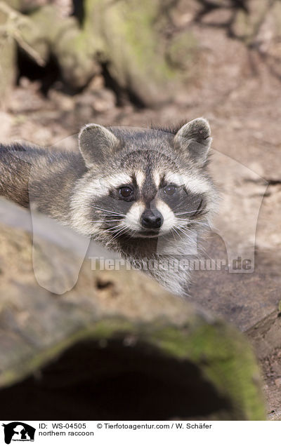 northern raccoon / WS-04505