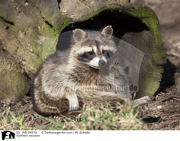 northern raccoon / WS-04510