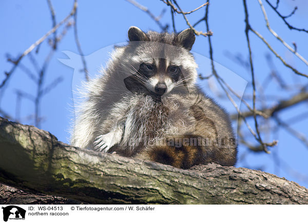 northern raccoon / WS-04513