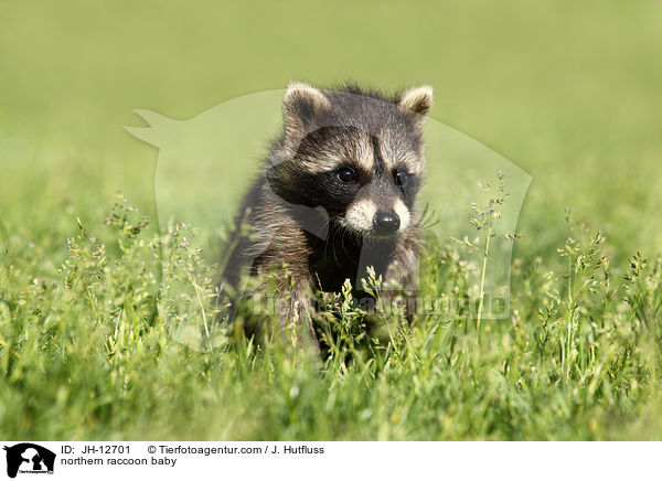 northern raccoon baby / JH-12701