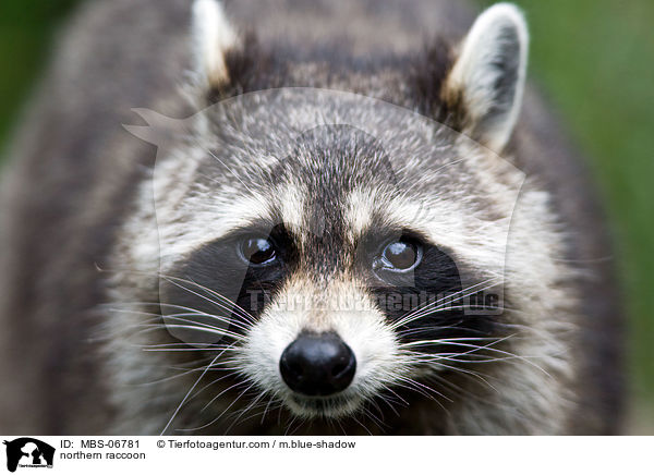 Waschbr / northern raccoon / MBS-06781