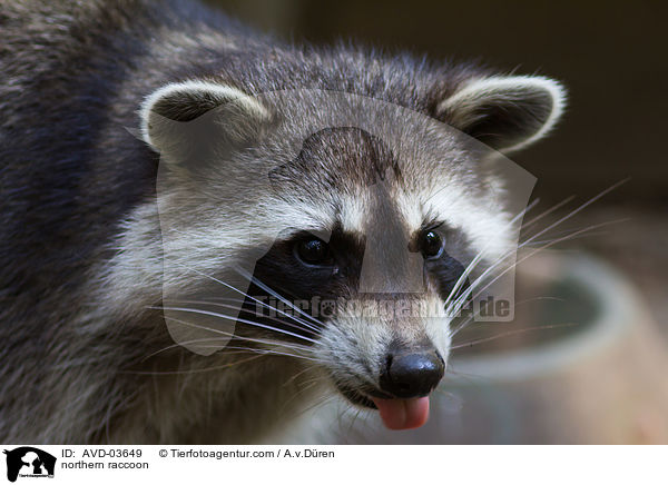 Waschbr / northern raccoon / AVD-03649