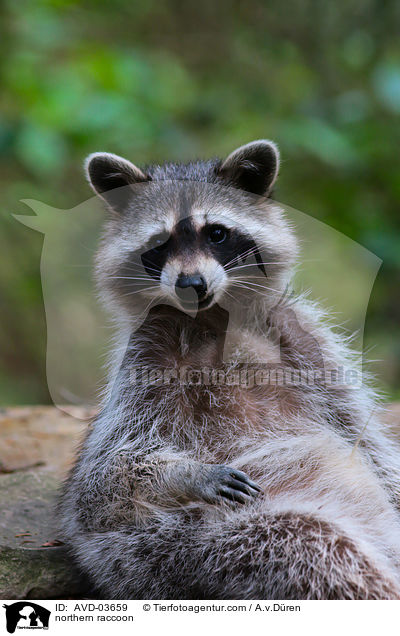 Waschbr / northern raccoon / AVD-03659