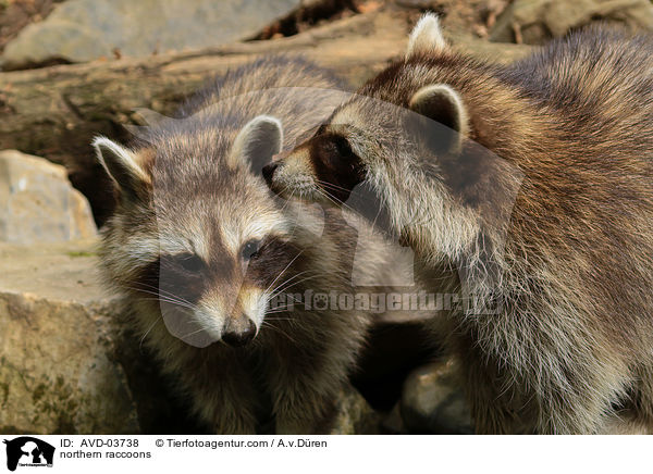 Waschbren / northern raccoons / AVD-03738