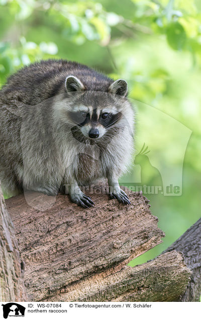 northern raccoon / WS-07084