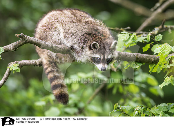 northern raccoon / WS-07085