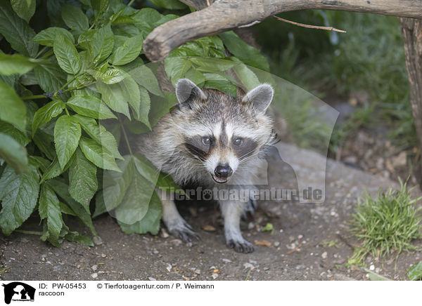 Waschbr / raccoon / PW-05453