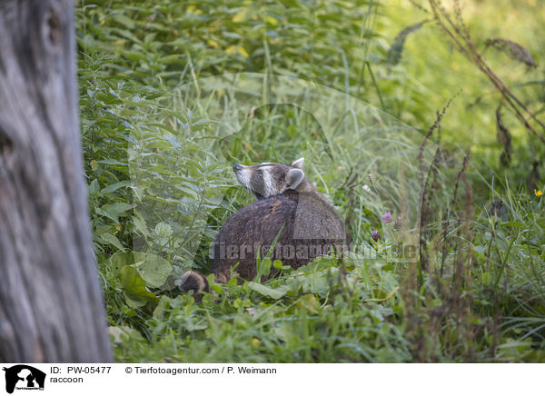raccoon / PW-05477