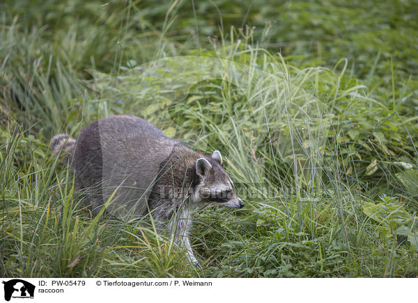 Waschbr / raccoon / PW-05479