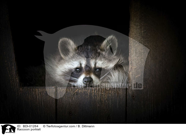 Raccoon portrait / BDI-01264
