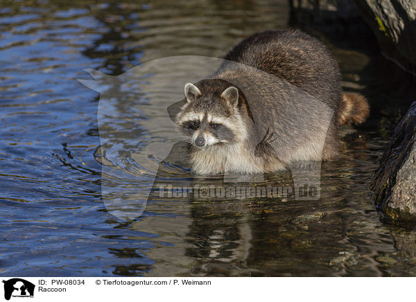 Raccoon / PW-08034