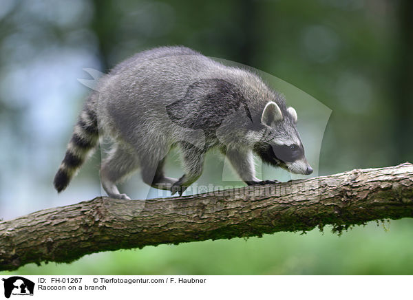 Waschbr auf einem Ast / Raccoon on a branch / FH-01267