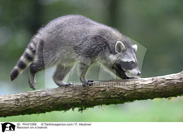 Waschbr auf einem Ast / Raccoon on a branch / FH-01268