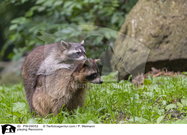 spielende Waschbren / playing Raccoons / PW-09052