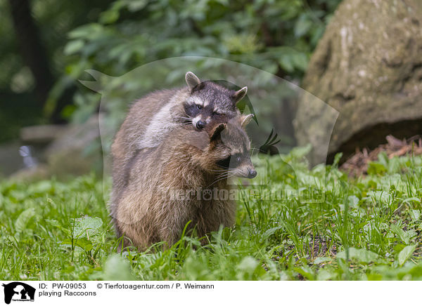 spielende Waschbren / playing Raccoons / PW-09053