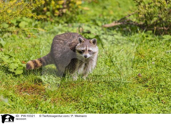 raccoon / PW-10321