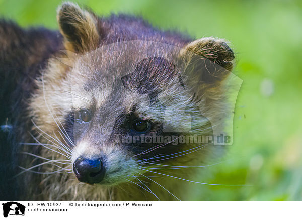 northern raccoon / PW-10937