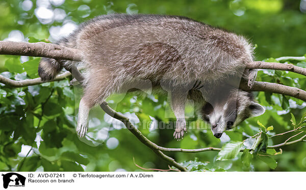 Raccoon on branch / AVD-07241