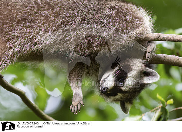 Waschbr auf Ast / Raccoon on branch / AVD-07243