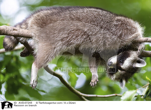 Raccoon on branch / AVD-07245