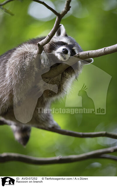 Waschbr auf Ast / Raccoon on branch / AVD-07252