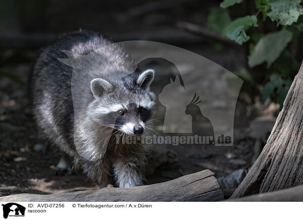 Waschbr / raccoon / AVD-07256