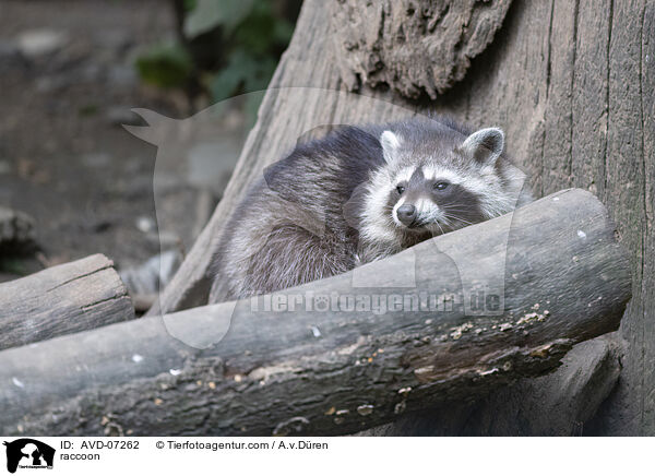 Waschbr / raccoon / AVD-07262