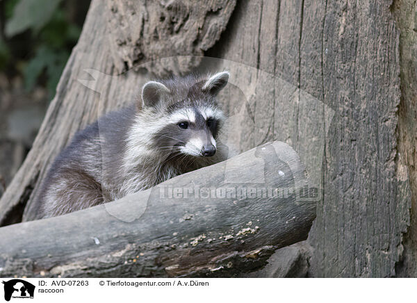 Waschbr / raccoon / AVD-07263