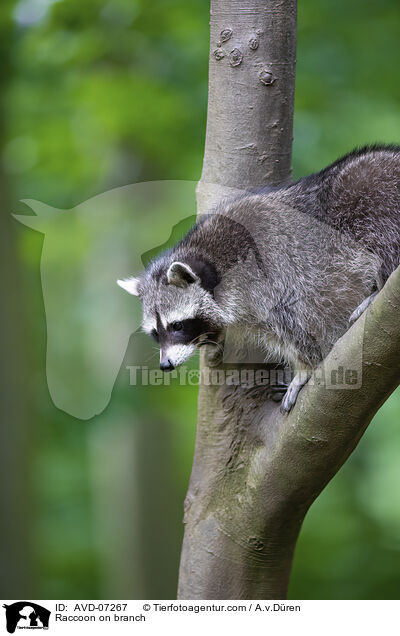 Raccoon on branch / AVD-07267