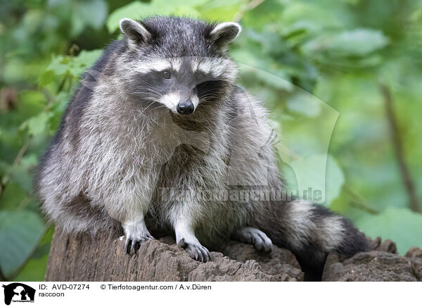 raccoon / AVD-07274