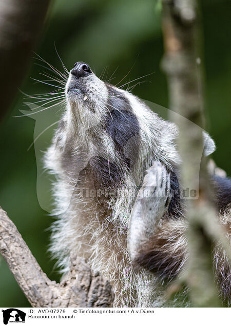 Waschbr auf Ast / Raccoon on branch / AVD-07279