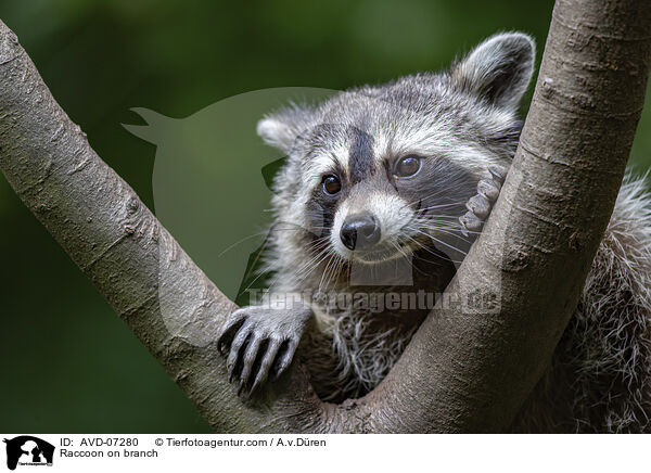 Raccoon on branch / AVD-07280