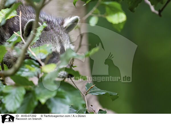 Waschbr auf Ast / Raccoon on branch / AVD-07292