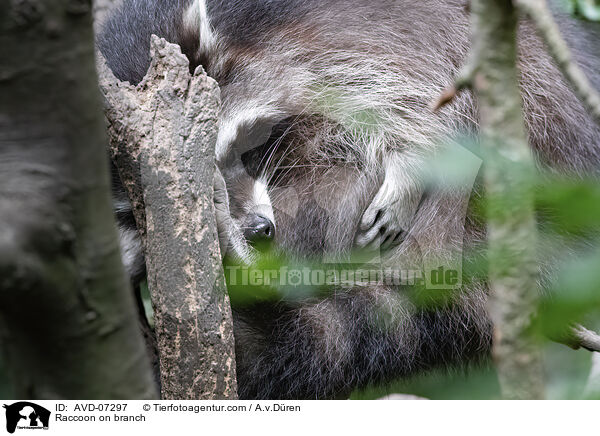 Raccoon on branch / AVD-07297