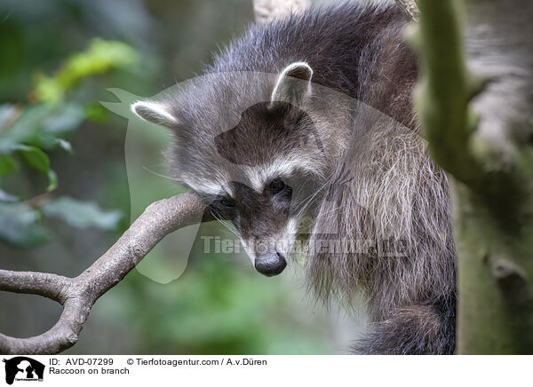 Raccoon on branch / AVD-07299