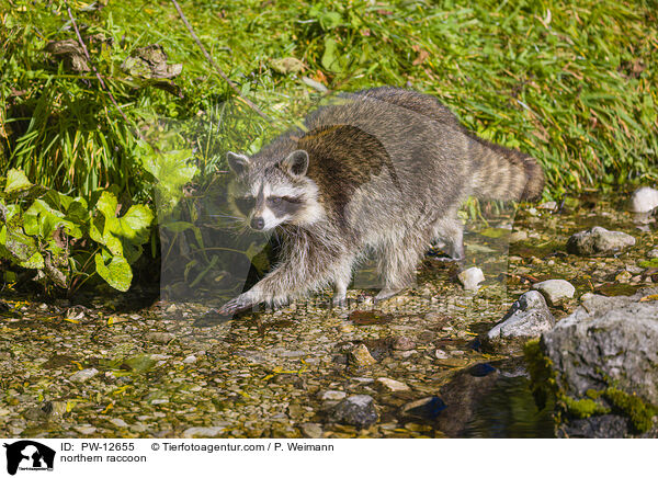 northern raccoon / PW-12655