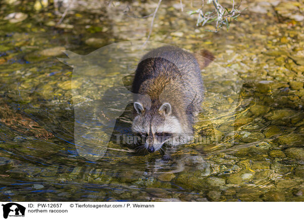 northern raccoon / PW-12657