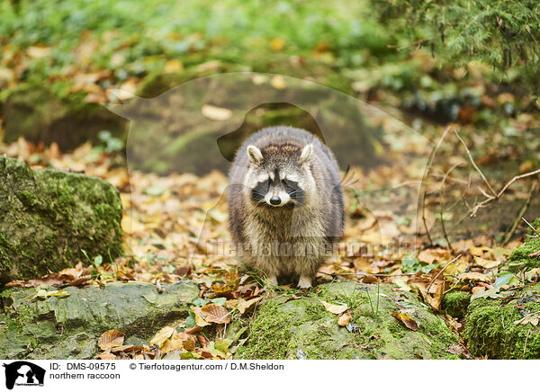 northern raccoon / DMS-09575