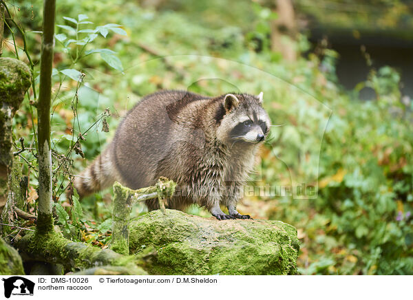 northern raccoon / DMS-10026