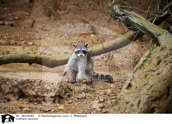 northern raccoon / JR-05485