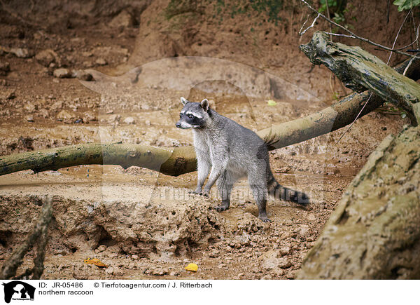northern raccoon / JR-05486
