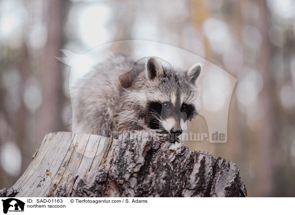 northern raccoon / SAD-01163