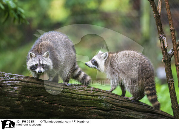 Waschbren / northern raccoons / FH-02351