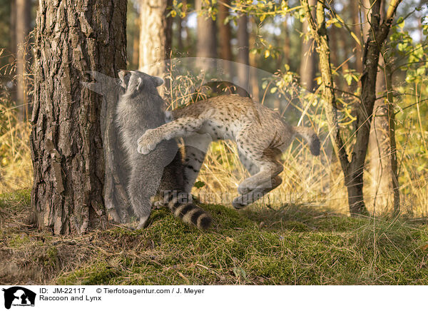 Waschbr und Luchs / Raccoon and Lynx / JM-22117