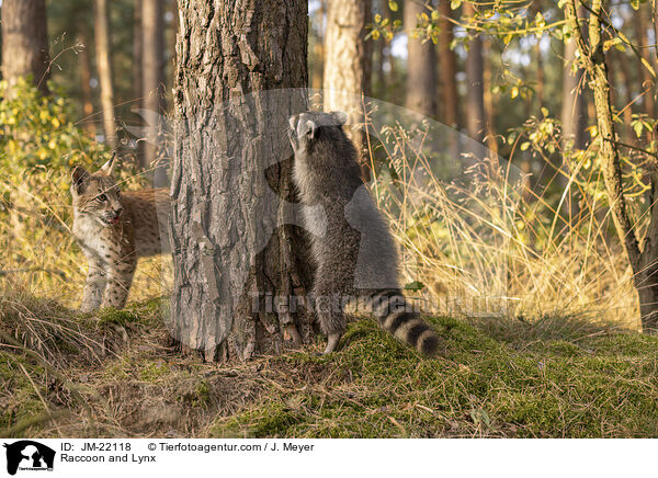 Waschbr und Luchs / Raccoon and Lynx / JM-22118