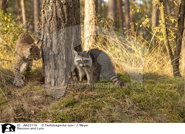 Raccoon and Lynx / JM-22119