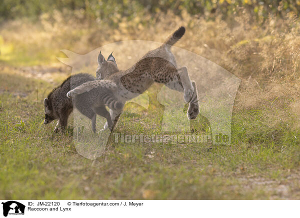 Raccoon and Lynx / JM-22120